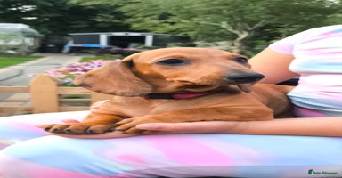Dachshund dogs in Coventry - Advert 4