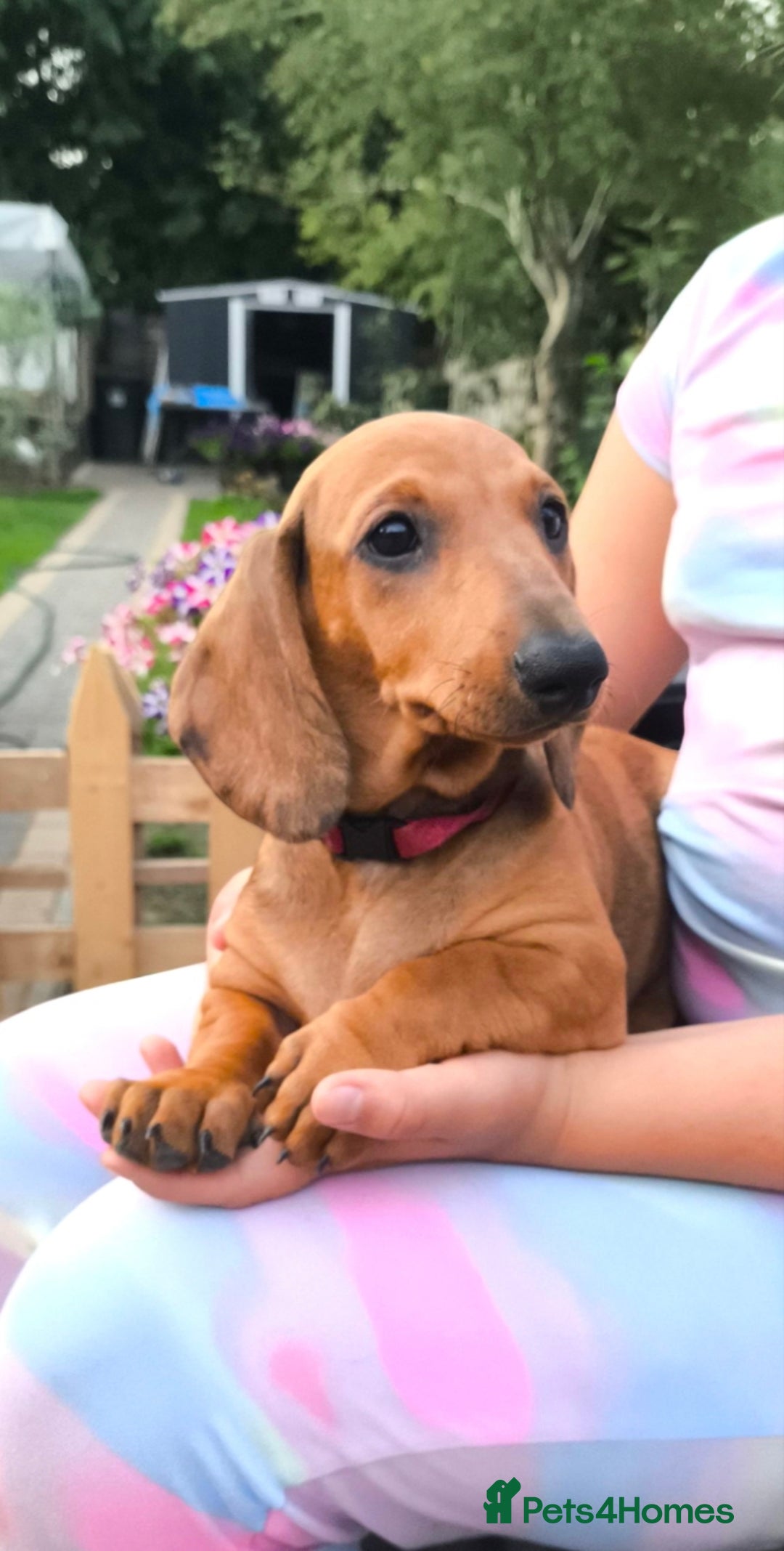 Dachshund dogs for sale: READY NOW-Champions Line Standard Dachshund KC REG in Coventry - Image 2