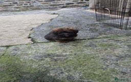 Pomapoo dogs for sale: POCKET SIZED POMAPOOS ~ READY NOW - Image 11