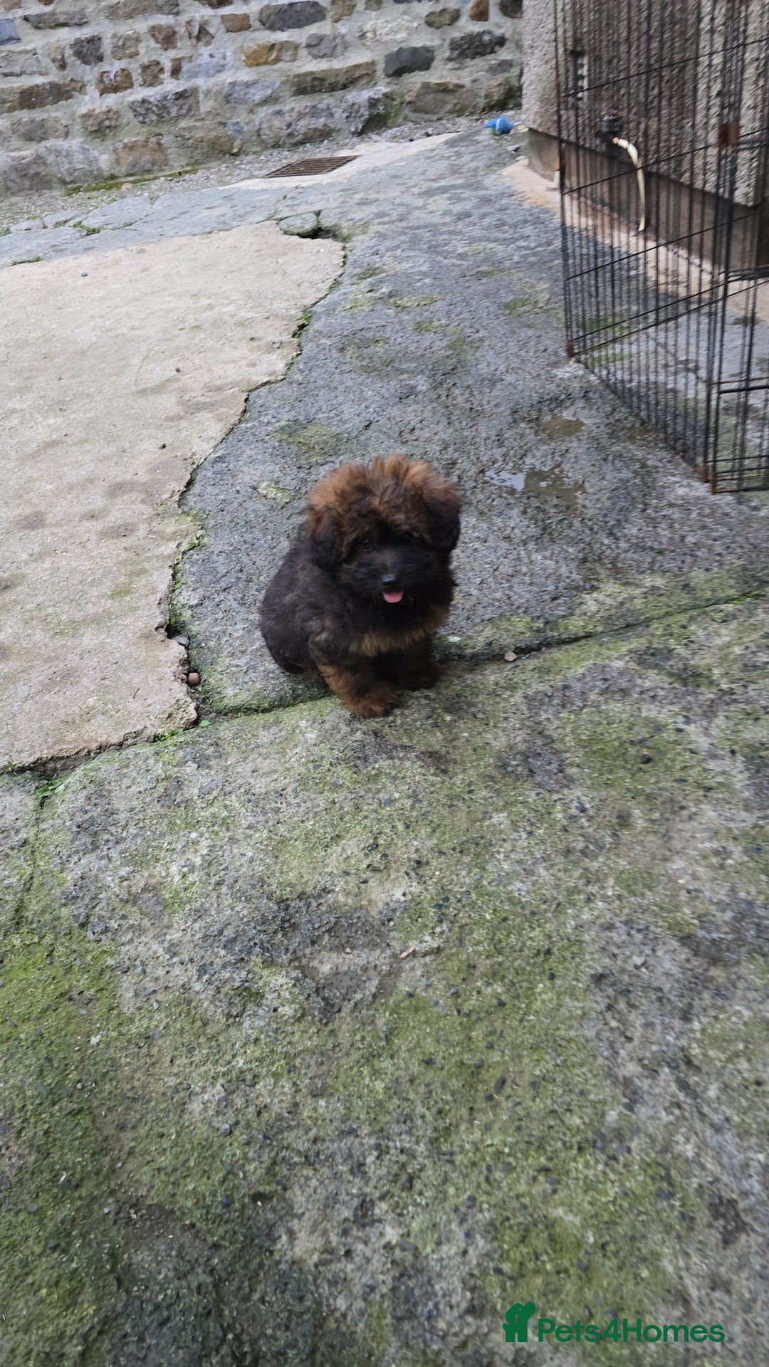 Pomapoo dogs for sale: POCKET SIZED POMAPOOS ~ READY NOW - Image 11