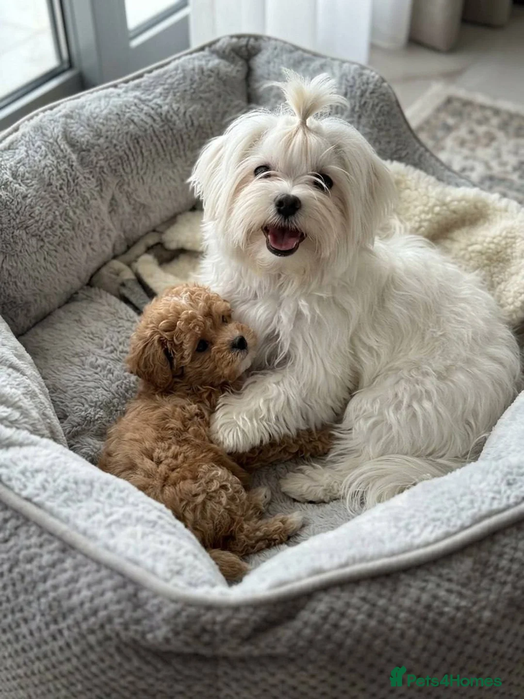 Maltipoo dogs for sale: Beautiful Maltipoo Girl in Manchester - Advert 4