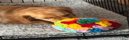 Mixed Breed dogs for adoption: Lilly needs a perfect home  in Saint Leonards-on-sea - Advert 1