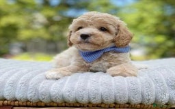 Cavapoo dogs for sale: beautiful colour cavapoos looking for new homes - Image 2