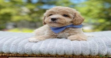 Cavapoo dogs - Advert 7
