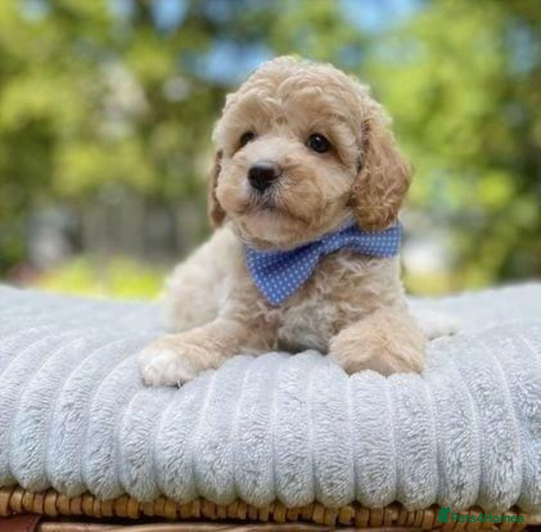 Cavapoo dogs for sale: beautiful colour cavapoos looking for new homes - Image 2