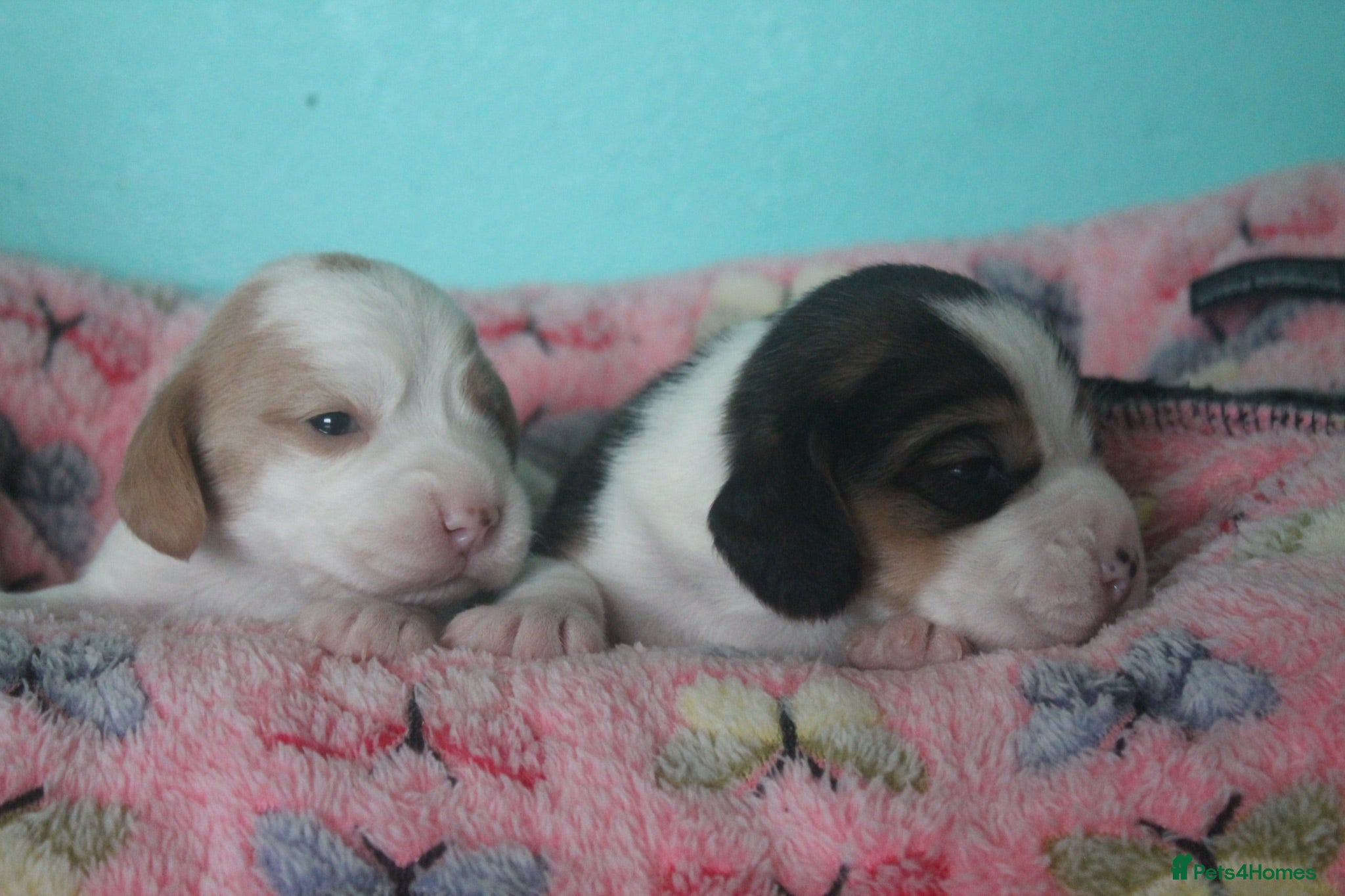 Beagle dogs KENNEL CLUB REGISTERED TRI COLOUR & TAN/WHITE PUPS - Advert 1