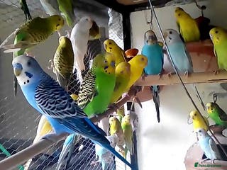 Budgerigars birds Budgies - Advert 9