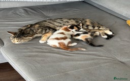 Mixed Breed cats for sale: Cute mixed Bengal kittens  - Image 16