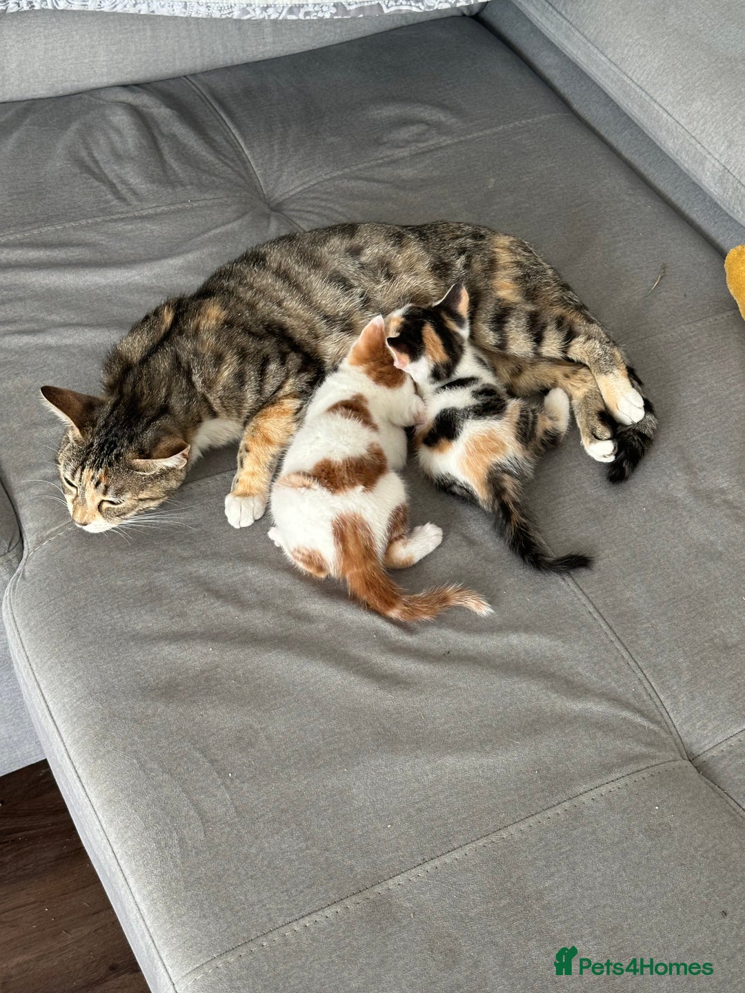 Mixed Breed cats for sale: Cute mixed Bengal kittens  - Image 16