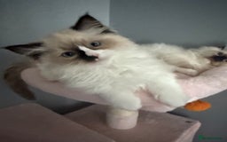 Ragdoll cats for sale: 3 musketeers😍 - Image 10