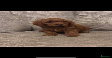 Cavapoo dogs F1 TOY CAVAPOO PUPPIES  - Advert 5