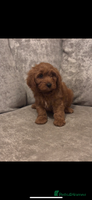 Cavapoo dogs F1 TOY CAVAPOO PUPPIES - Advert 6