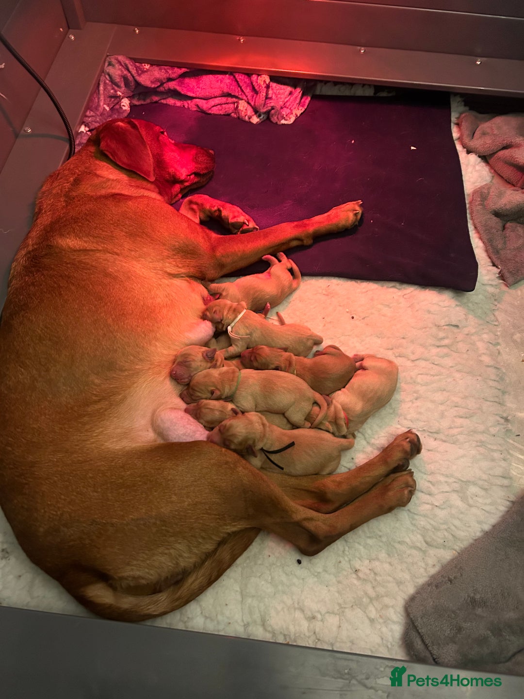 Labrador Retriever dogs for sale: Fox red lab pups for sale  - Advert 1