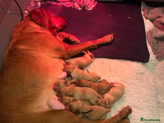 Labrador Retriever dogs Fox red lab pups for sale - Advert 13