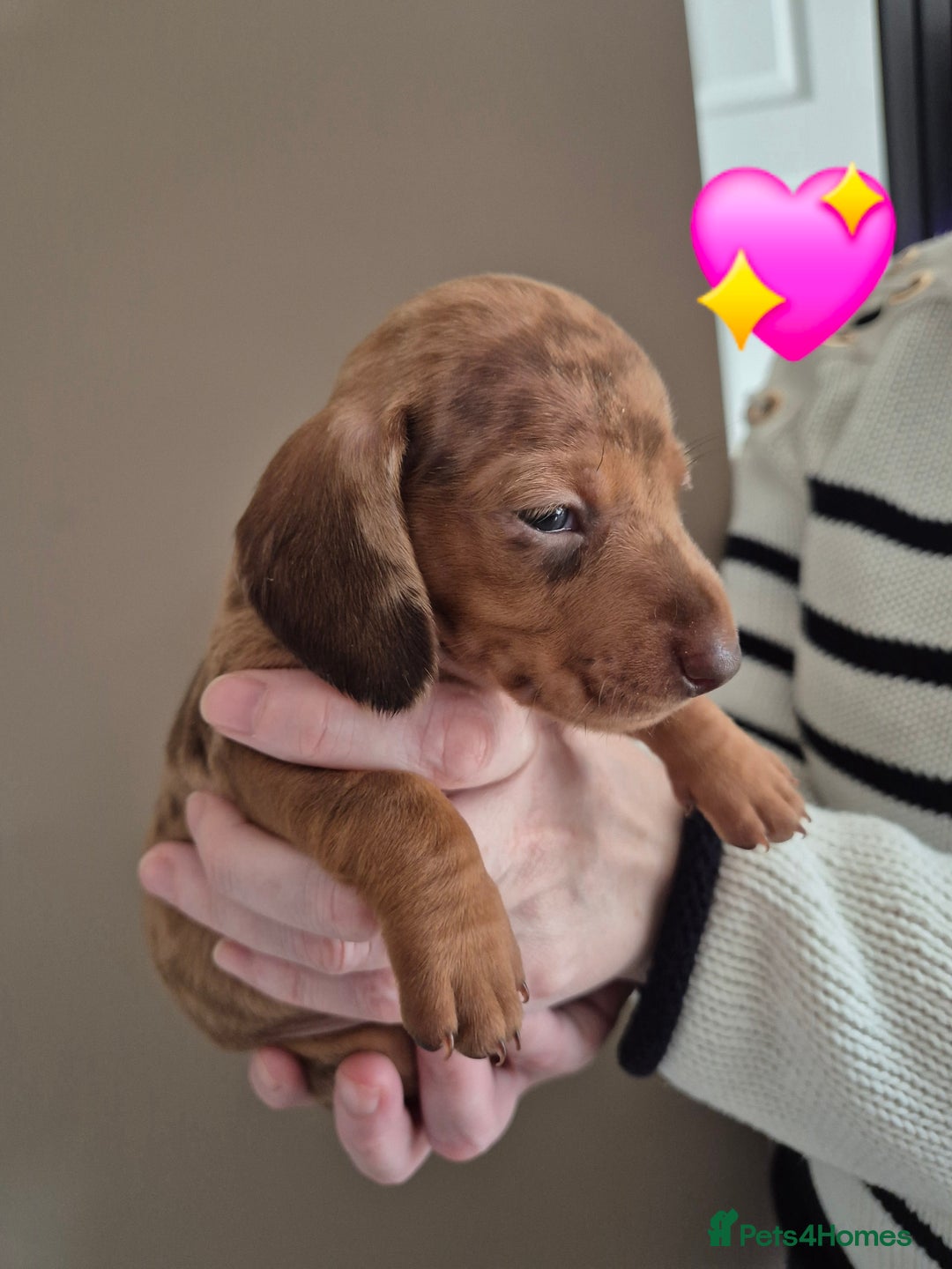 Miniature Dachshund dogs for sale: Looking for their forever 🏡 - Image 9