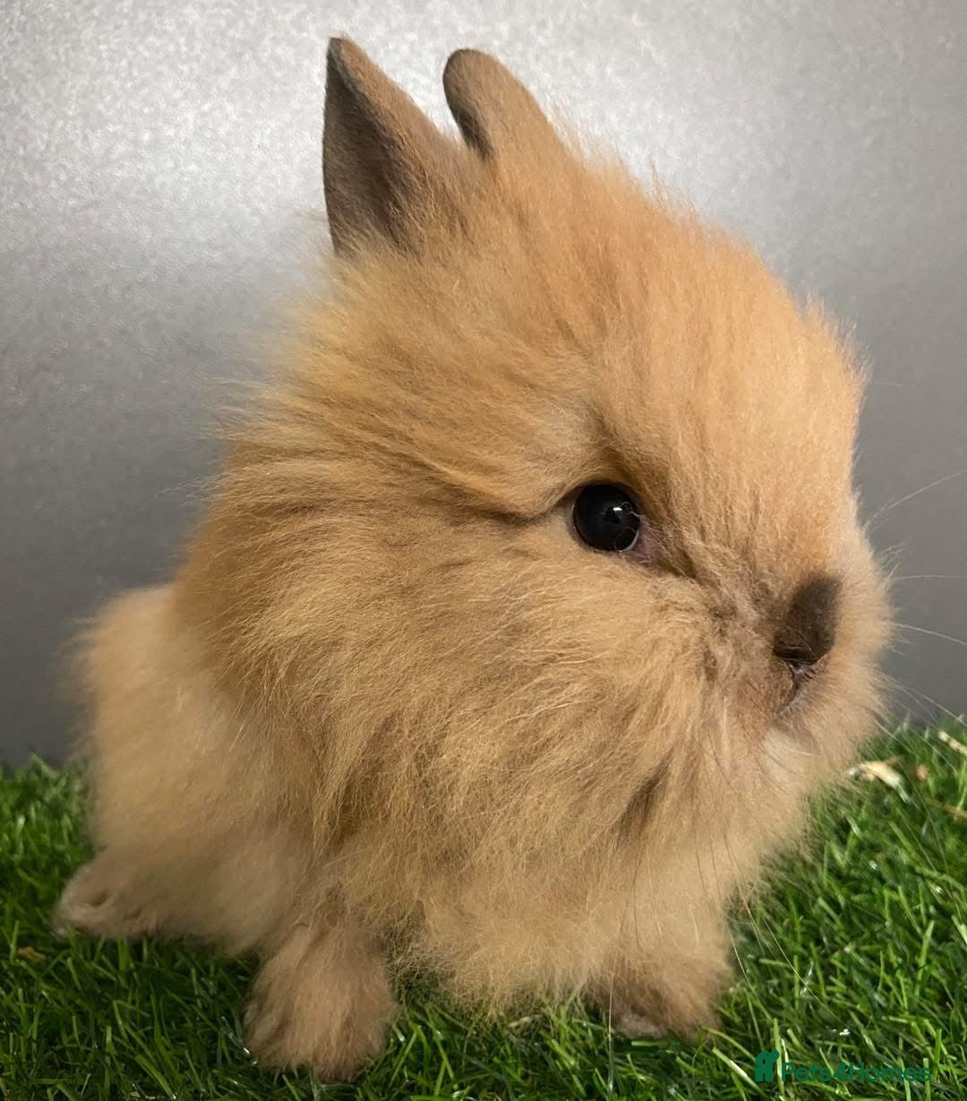 Lionhead rabbits for sale: BEAUTIFUL BABY LIONHEAD BUNNIES  - Advert 15