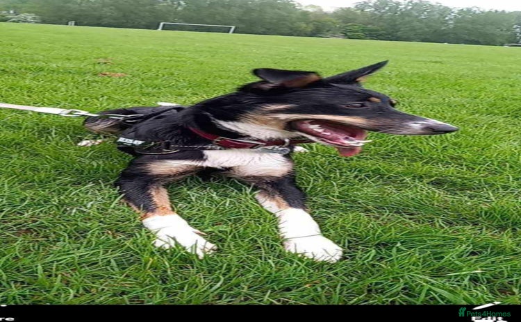 Mixed Breed dogs - Advert 9