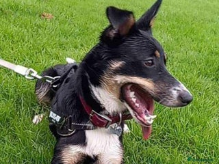 Mixed Breed dogs - Advert 24