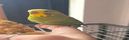 Budgerigars birds for sale: 2 Male Budgies looking for a loving home in Romford - Advert 2