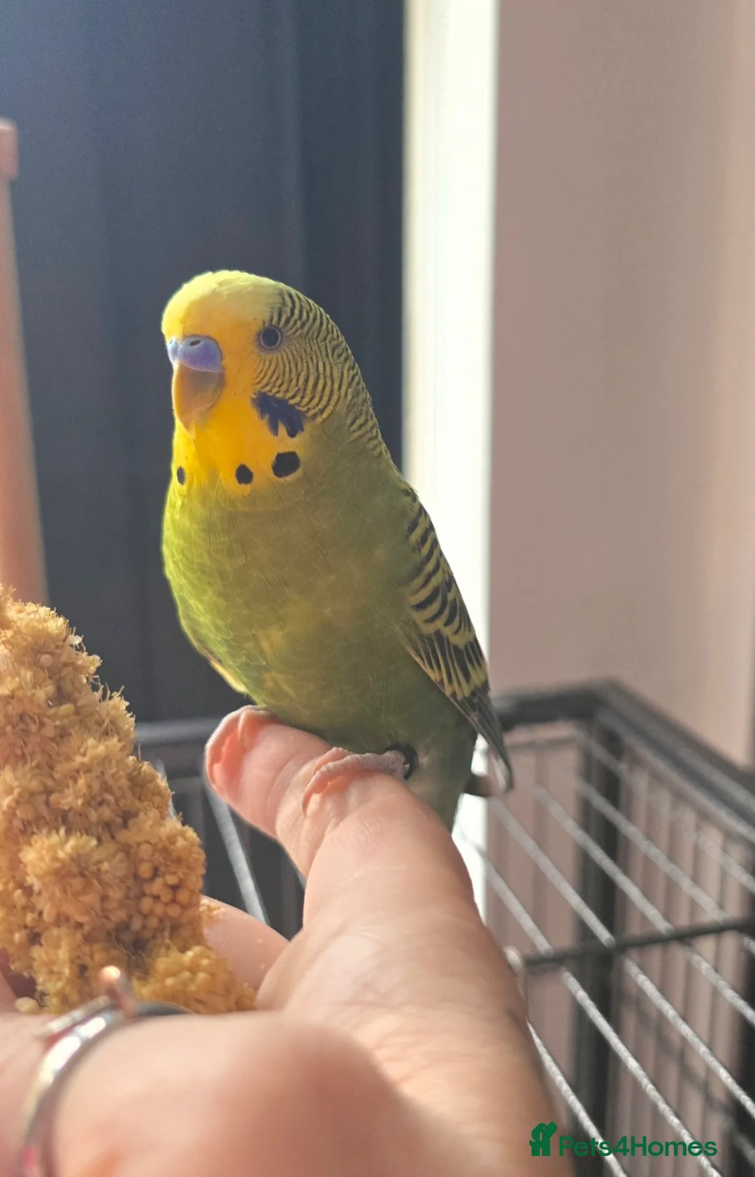 Budgerigars birds for sale: 2 Male Budgies looking for a loving home in Romford - Advert 2