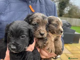 Cocker Spaniel dogs COCKER SPANIEL PUPS READY TO NOW LAST TWO - Advert 15