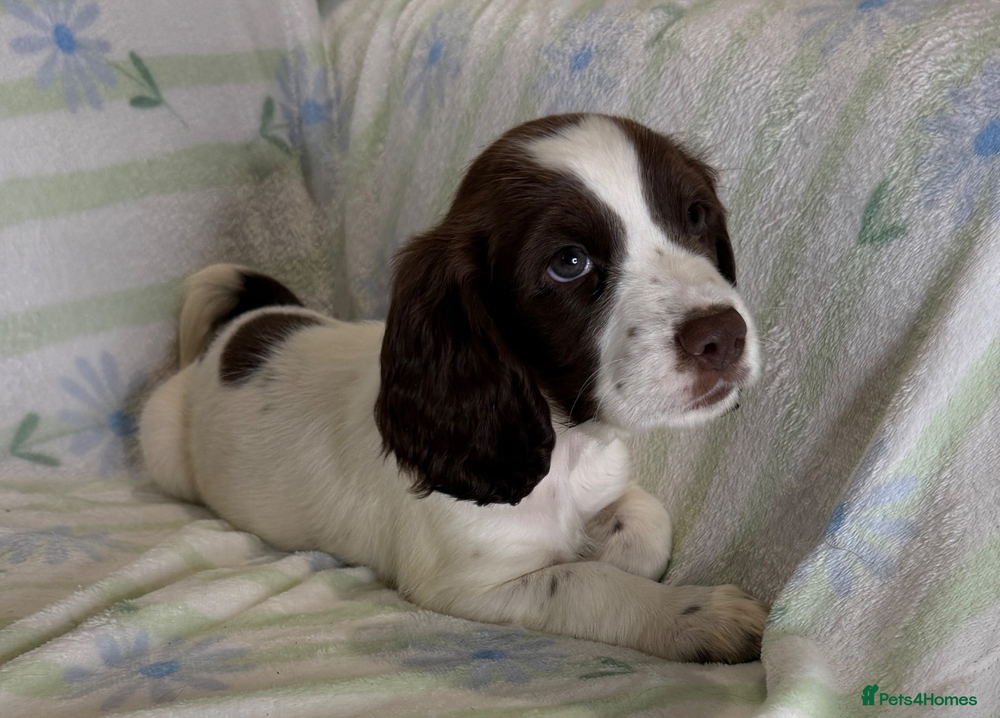 Cocker Spaniel dogs Cocker Spaniel Puppies *3 LEFT READY TO GO* - Advert 9
