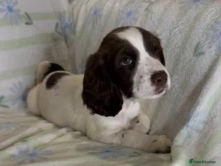 Cocker Spaniel dogs Cocker Spaniel Puppies *3 LEFT READY TO GO* - Advert 9