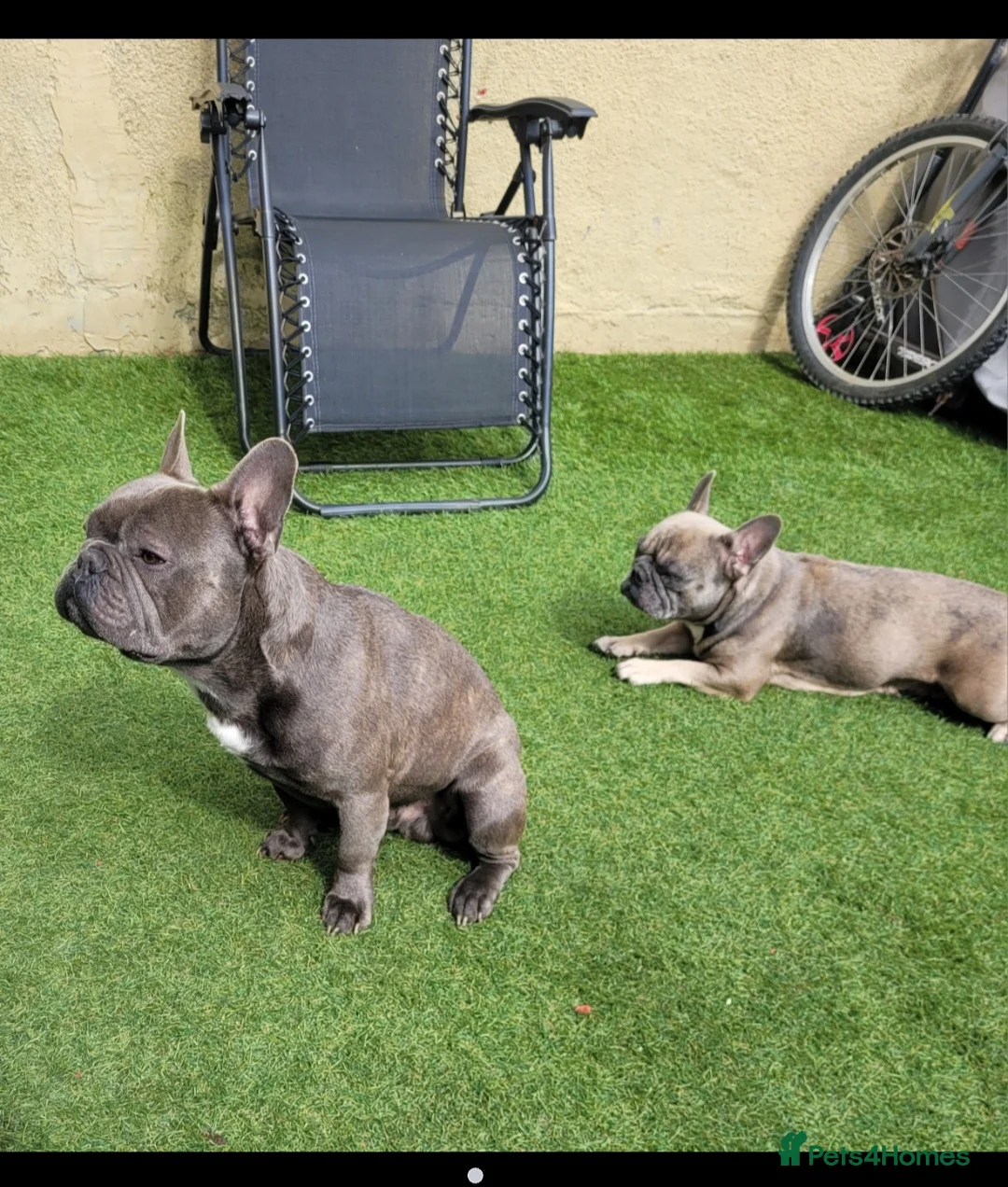 French Bulldog dogs for sale: French  in Merthyr Tydfil - Advert 2