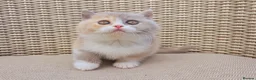 British Shorthair cats for sale: Stunning British Shorthair Kittens  - Advert 3