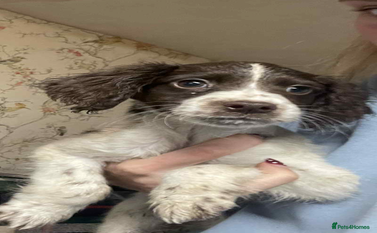 Cocker Spaniel dogs - Advert 7