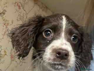 Cocker Spaniel dogs - Advert 20