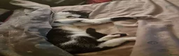Mixed Breed cats for sale: 5 year old girl needs a home asap in South Shields - Advert 6