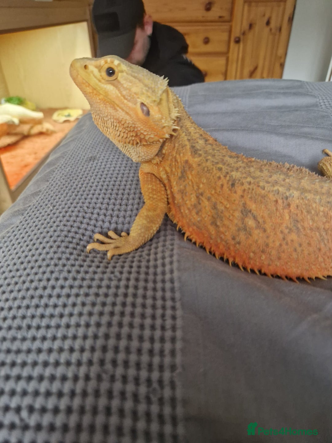 Bearded Dragon reptiles for sale: Male and female bearded dragon for sale  - Image 3