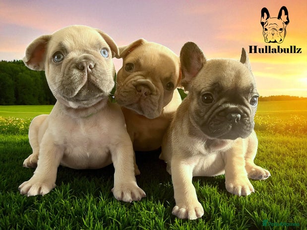 French Bulldog dogs - Advert 2
