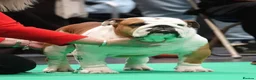 English Bulldog dogs for sale: 2 fantastic red british girls. - Advert 5