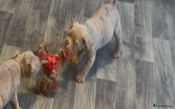 Olde English Bulldogge dogs for sale: Olde English Bulldogs - Advert 8