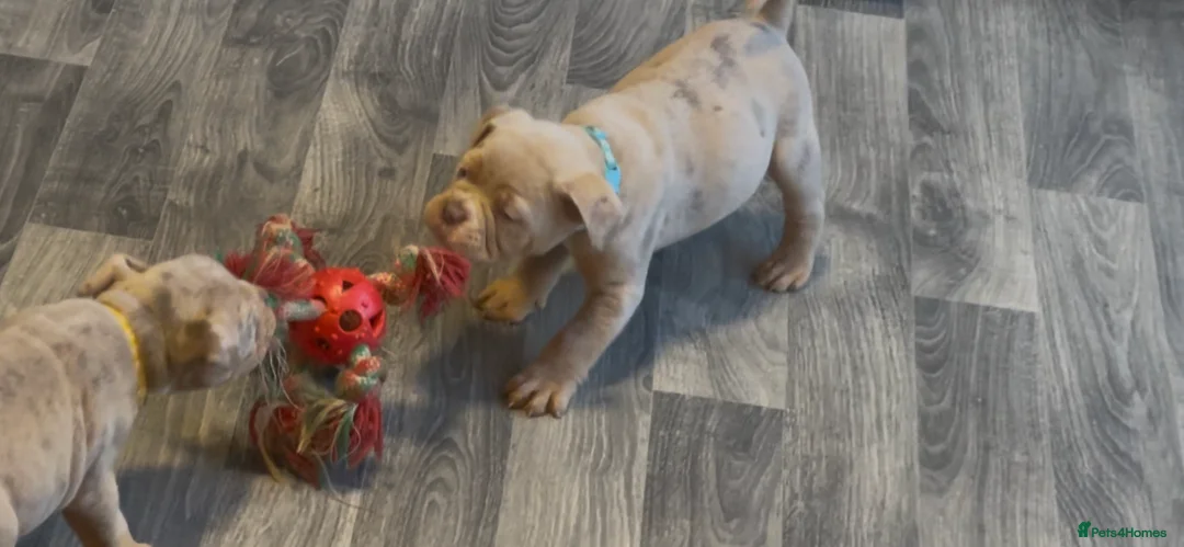 Olde English Bulldogge dogs for sale: Olde English Bulldogs - Advert 8