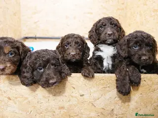 Cockapoo dogs Stunning cockapoos - Advert 2