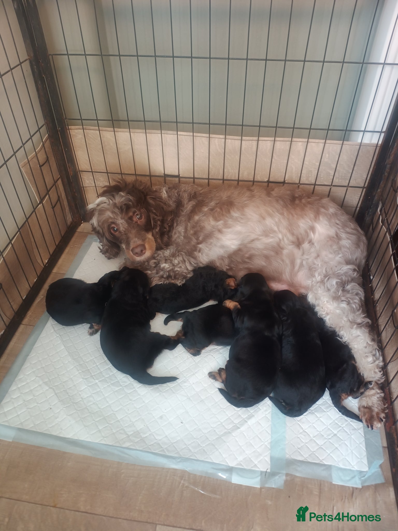 Cockapoo dogs Gorgeous Cockapoo puppies F1B - Advert 1