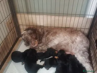 Cockapoo dogs Gorgeous Cockapoo puppies F1B - Advert 14