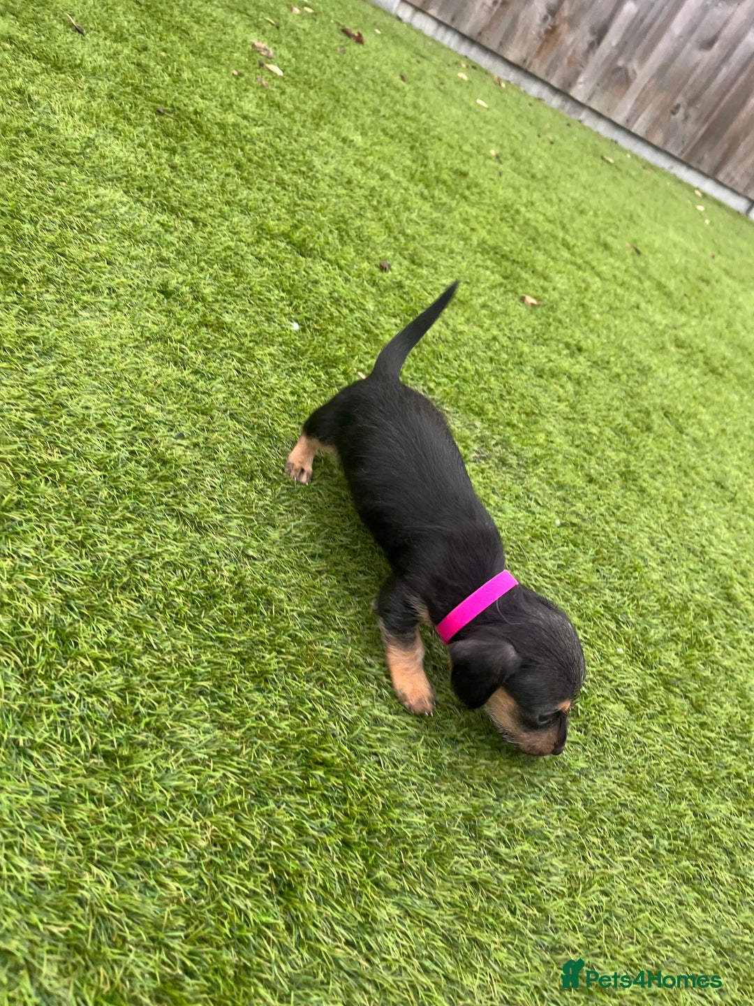 Mixed Breed dogs for sale: 5 beautiful jackshund puppies for sale - Advert 21