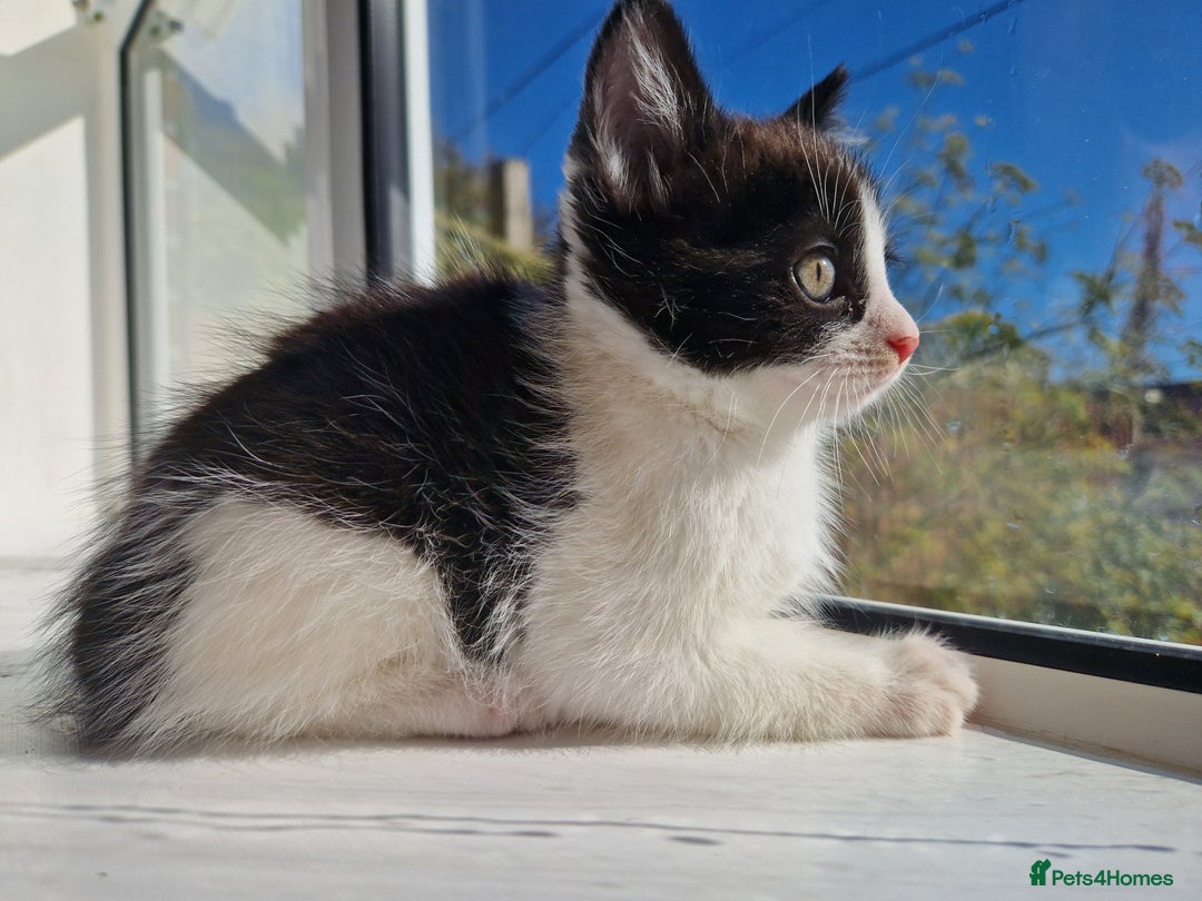 Domestic Shorthair cats for sale: Domestic shorthair kittens  - Image 2