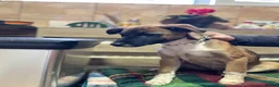 Mixed Breed dogs for adoption: 🐾🐕💙ROLLO - a Superb Boy for a Loving Home🐕🐾🏡 - Advert 38