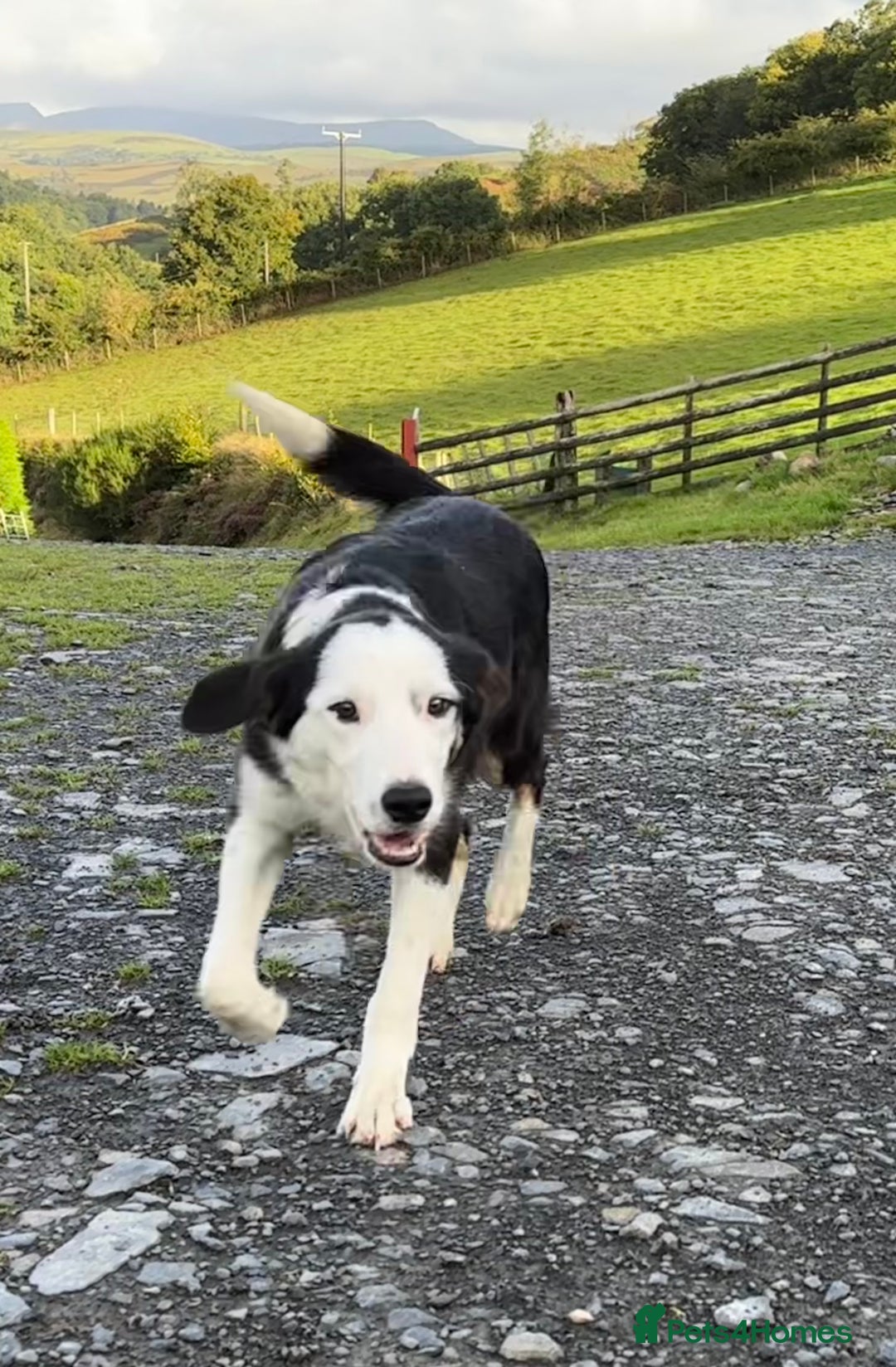 Border Collie dogs for sale: Border Collie Male - Image 6