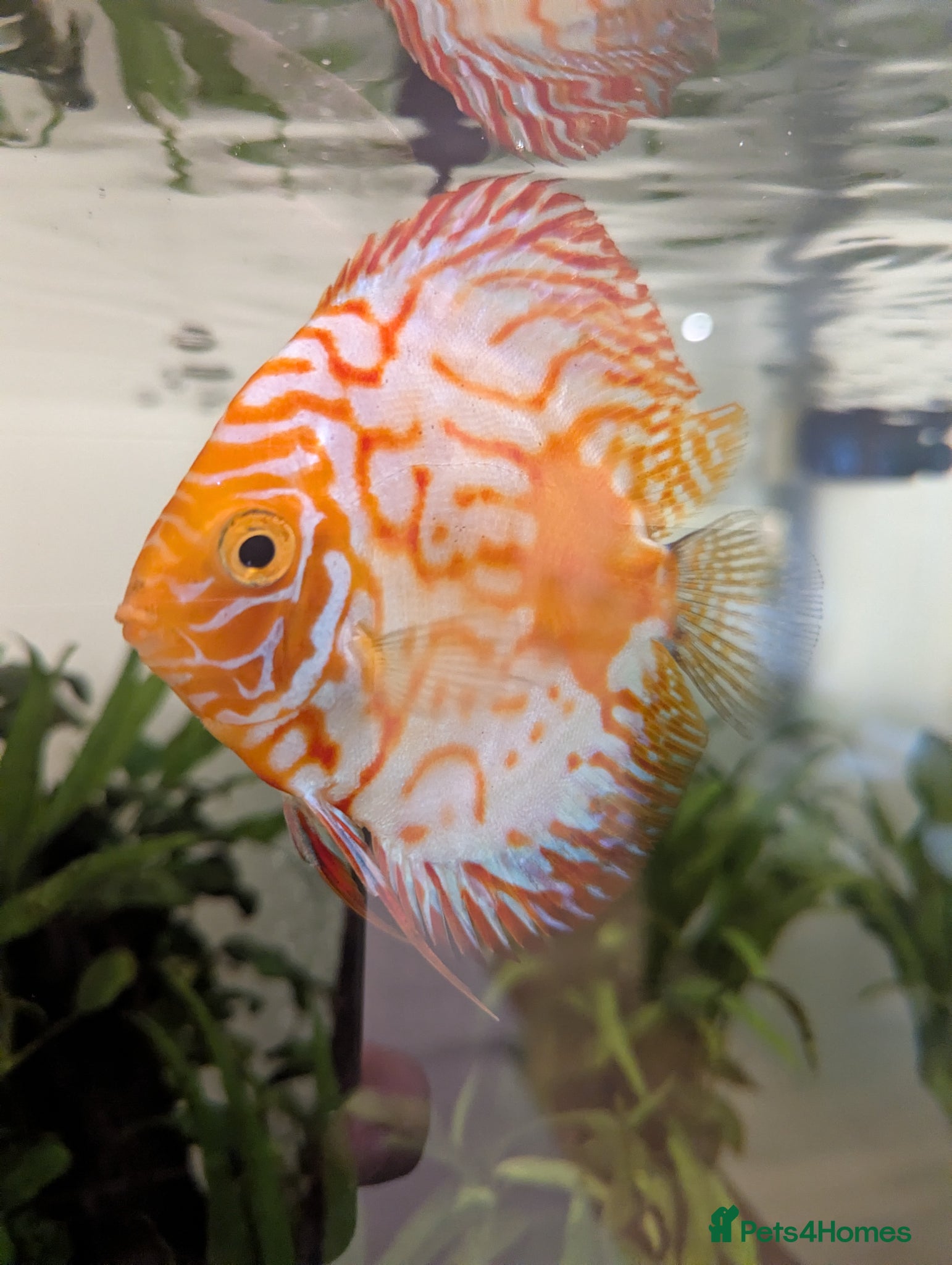 Discus fish 3 Discus Fish  - Advert 9