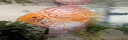 Discus fish for sale: 3 Discus Fish  - Advert 1