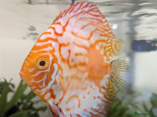 Discus fish 3 Discus Fish - Advert 9