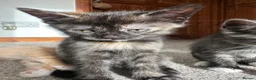 Mixed Breed cats for sale: Two beautiful boys - Advert 10