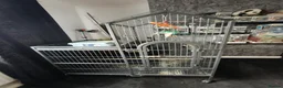 Ringnecks birds for sale: Australian Ringneck for sale - Advert 4