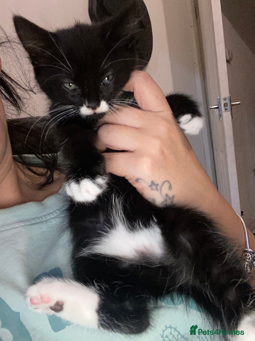 Mixed Breed cats for sale: Female kitten very loving  - Image 2